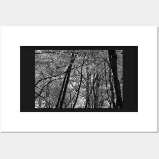 Monochrome forest Posters and Art